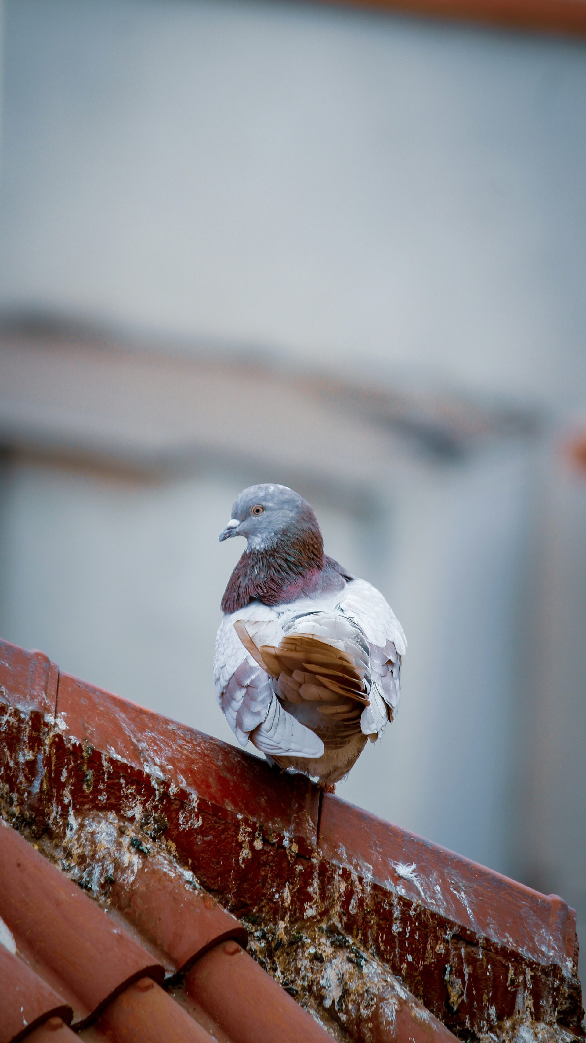 grauer und weißer Vogel auf dem Dach